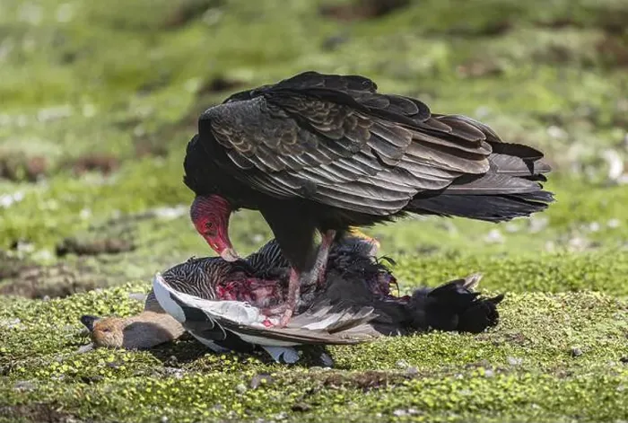 Framed Print : Turkey Vulture (Cathartes aura) on the carcass of a Magellanic Goose (Chloephaga picta) Framed Print : Turkey Vulture (Cathartes aura) on the carcass of a Magellanic Goose (Chloephaga picta)