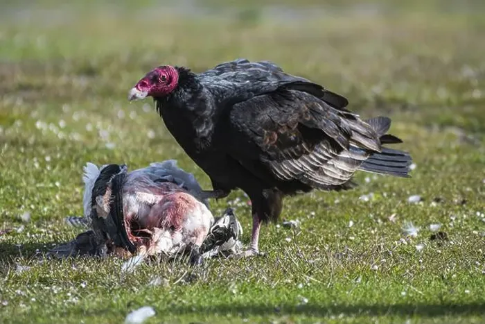 Framed Print : Turkey Vulture (Cathartes aura) on the carcass of a Magellanic Goose (Chloephaga picta) Framed Print : Turkey Vulture (Cathartes aura) on the carcass of a Magellanic Goose (Chloephaga picta)