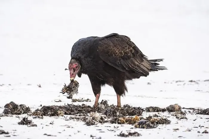 Framed Print : Turkey Vulture (Cathartes aura) feeding on a beach Framed Print : Turkey Vulture (Cathartes aura) feeding on a beach