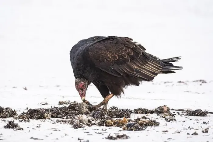 Framed Print : Turkey Vulture (Cathartes aura) feeding on a beach Framed Print : Turkey Vulture (Cathartes aura) feeding on a beach