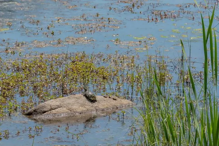 Framed Print : Turtle Enjoying the Afternoon Sun, Gettysburg Pennsylvania USA Framed Print : Turtle Enjoying the Afternoon Sun, Gettysburg Pennsylvania USA