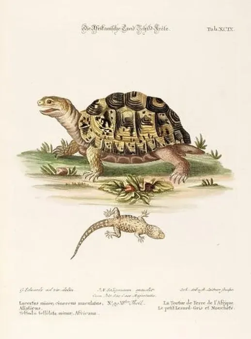Framed Print : Turtle illustration - Antique plate of the dutch book: Collection of foreign and rare birds Framed Print : Turtle illustration - Antique plate of the dutch book: Collection of foreign and rare birds