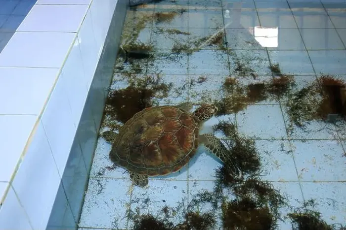 Framed Print : Turtles in the Sea Turtle Conservation and Education Center in Serangan, Denpasar, Bali in Indonesia Framed Print : Turtles in the Sea Turtle Conservation and Education Center in Serangan, Denpasar, Bali in Indonesia