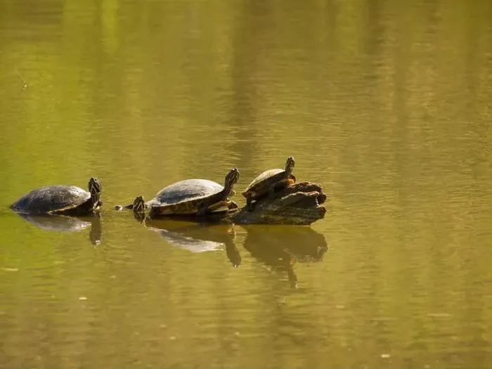 Framed Print : Four turtles swimming in water, one facing front