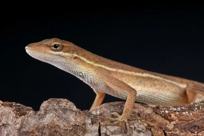 Framed Print : Twig anole / Anolis auratis Framed Print : Twig anole / Anolis auratis