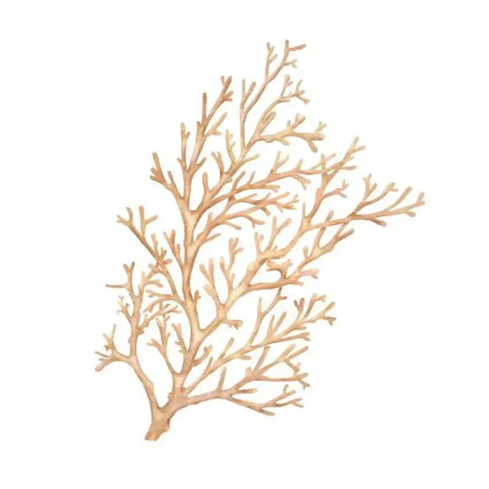Framed Print : Twigs of red coral, an element of the underwater world and reefs Framed Print : Twigs of red coral, an element of the underwater world and reefs
