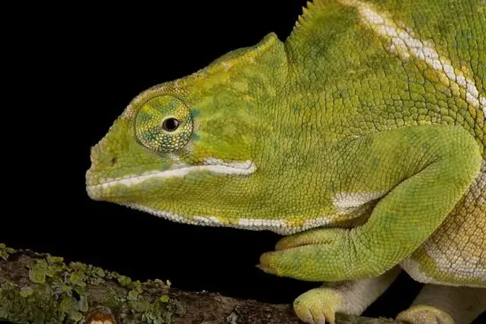 Framed Print : Two-banded chameleon (Furcifer balteatus) Framed Print : Two-banded chameleon (Furcifer balteatus)