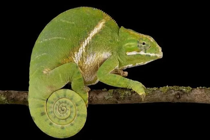 Framed Print : Two-banded chameleon (Furcifer balteatus) Framed Print : Two-banded chameleon (Furcifer balteatus)