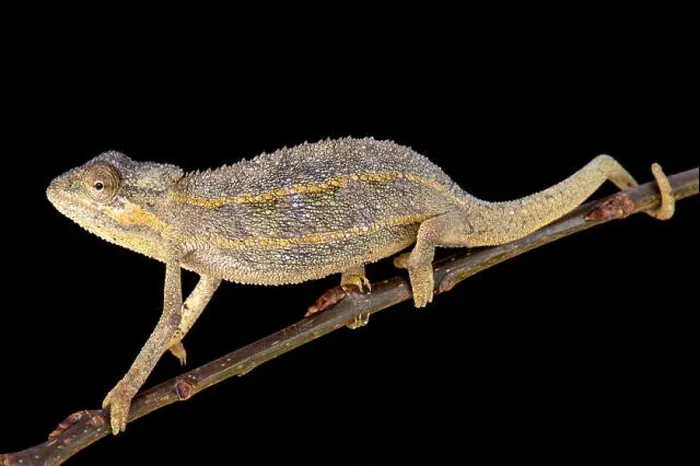 Framed Print : Two-lined chameleon (Trioceros bitaeniatus) Framed Print : Two-lined chameleon (Trioceros bitaeniatus)