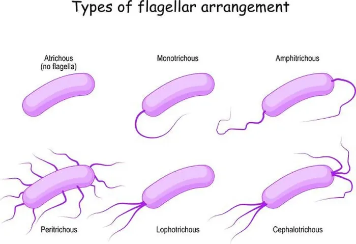 Framed Print : Types of flagellar arrangement for example bacteria: from Atrichous (no flagella) to Monotrichous Framed Print : Types of flagellar arrangement for example bacteria: from Atrichous (no flagella) to Monotrichous