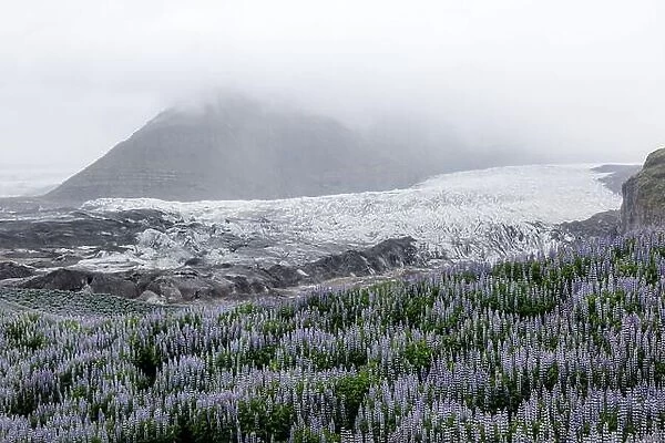 Typical Iceland landscape with glacier, mountains and lupine flowers field. Summer time