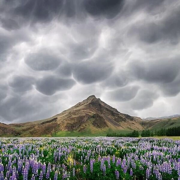 Typical Iceland landscape with mountains and lupine flowers field. Stormy sky with menacing mammatus clouds on background. Summer time