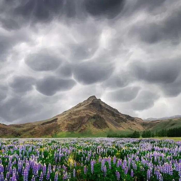 Framed Print : Typical Iceland landscape with mountains and lupine flowers field. Stormy sky with menacing mammatus clouds on background. Summer time Framed Print : Typical Iceland landscape with mountains and lupine flowers field. Stormy sky with menacing mammatus clouds on background. Summer time
