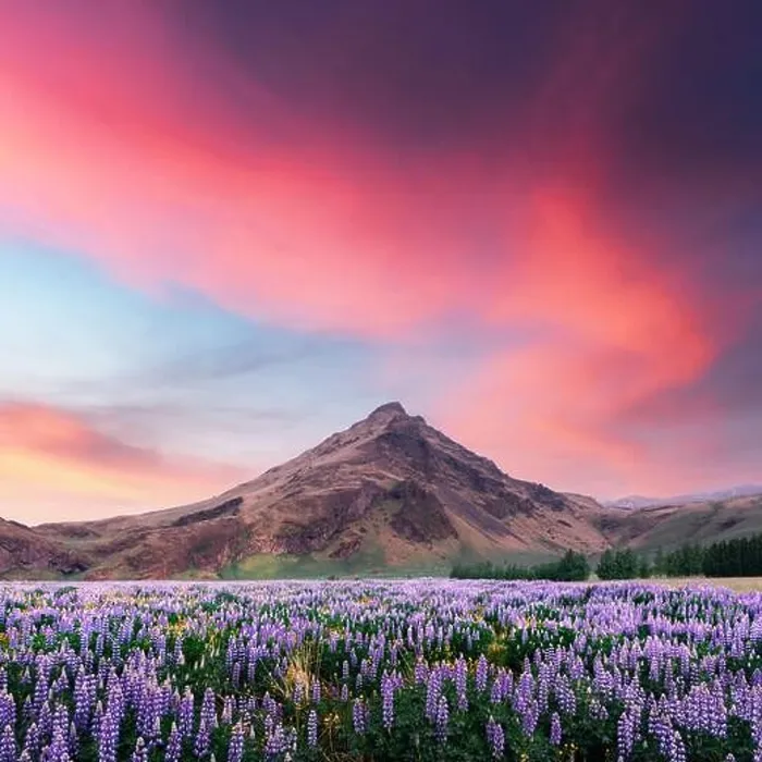 Framed Print : Typical Iceland landscape with mountains and lupine flowers field. Great purple sunset sky glowing on background. Summer time Framed Print : Typical Iceland landscape with mountains and lupine flowers field. Great purple sunset sky glowing on background. Summer time