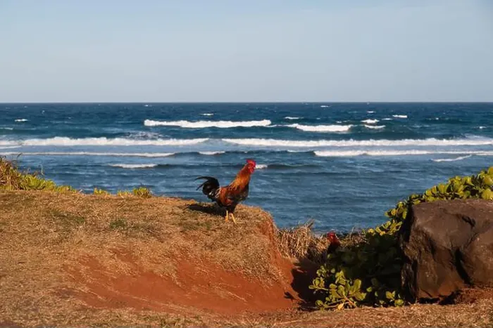 Framed Print : Typical wild rooster spotted on Hawaiian coastline on the island of Kauai with scenic shoreline in the background Framed Print : Typical wild rooster spotted on Hawaiian coastline on the island of Kauai with scenic shoreline in the background