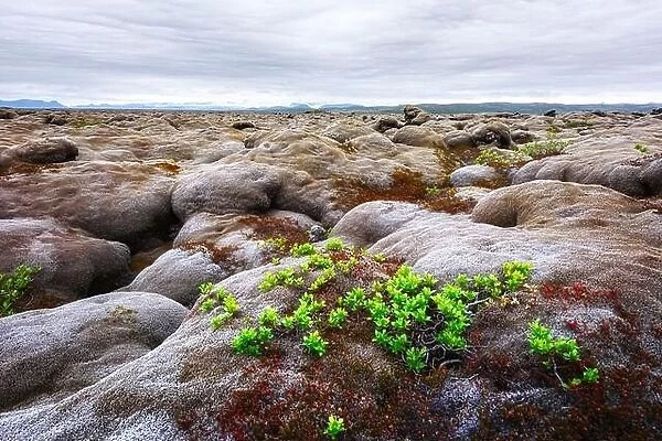 Uncommon Iceland landscape with lava field covered with brown moss Eldhraun from volcano eruption and cloudy sky