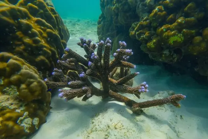 Framed Print : Underwater coral reef. Corals in the form of horns with blue tipsh Framed Print : Underwater coral reef. Corals in the form of horns with blue tipsh