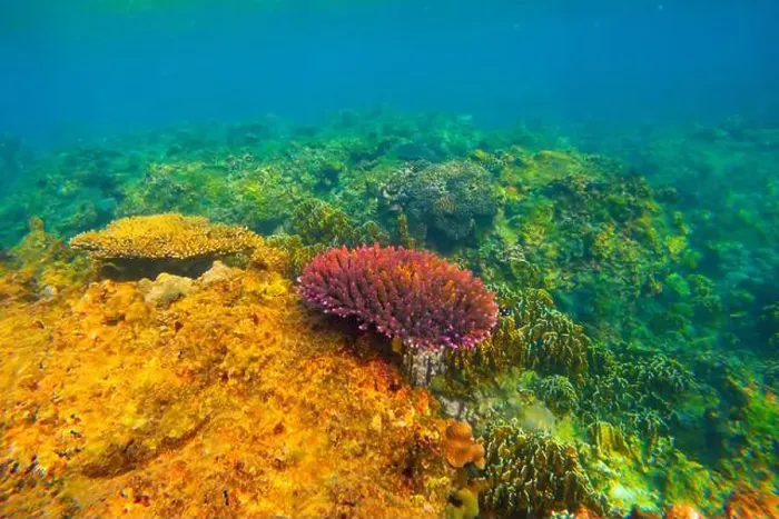Framed Print : Underwater coral reef. View swim float, habitat of biocenosis of exotic marine tropical animals Framed Print : Underwater coral reef. View swim float, habitat of biocenosis of exotic marine tropical animals