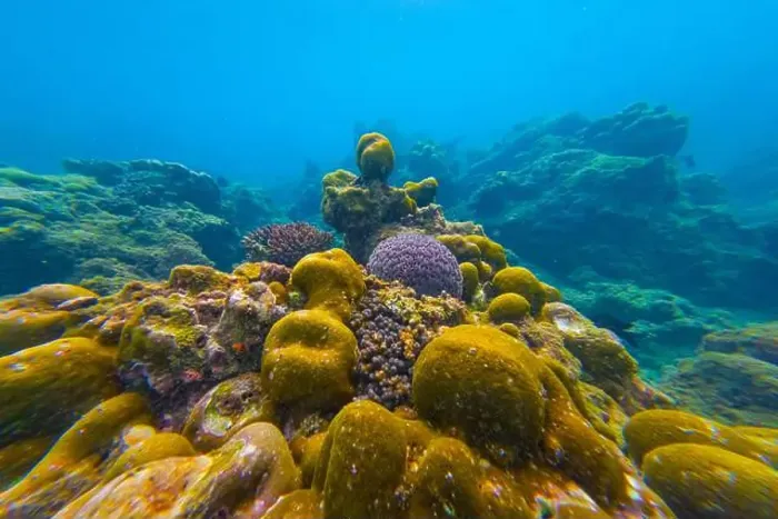 Framed Print : Underwater coral reef. View swim float, habitat of biocenosis of exotic marine tropical animals Framed Print : Underwater coral reef. View swim float, habitat of biocenosis of exotic marine tropical animals
