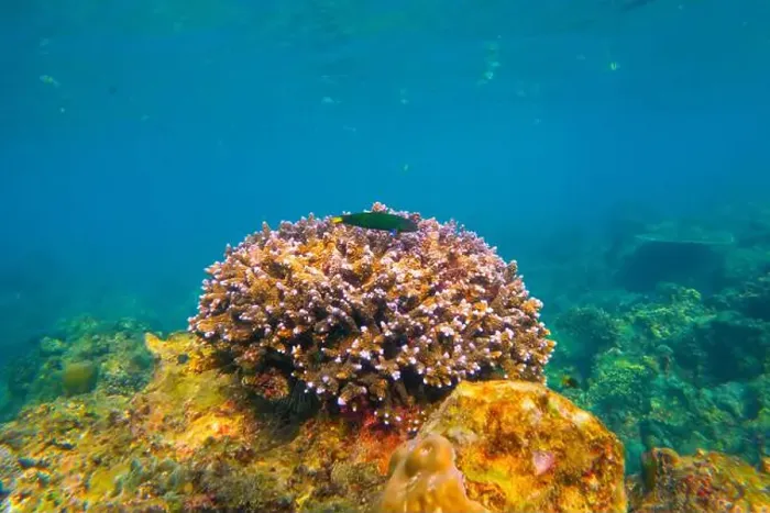 Framed Print : Underwater coral reef. View swim float, habitat of biocenosis of exotic marine tropical animals Framed Print : Underwater coral reef. View swim float, habitat of biocenosis of exotic marine tropical animals