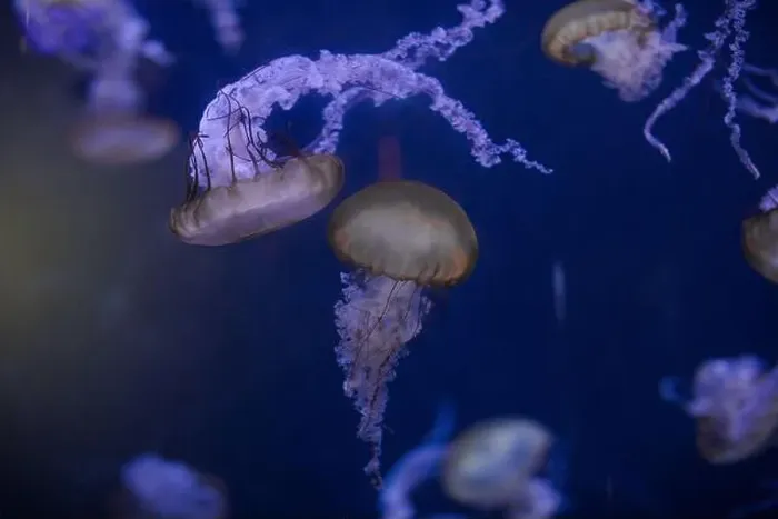 Framed Print : underwater image of jellyfishes Framed Print : underwater image of jellyfishes