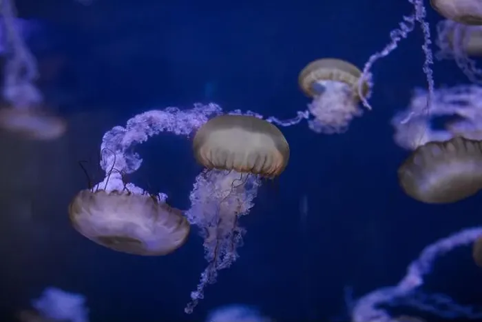 Framed Print : underwater image of jellyfishes Framed Print : underwater image of jellyfishes