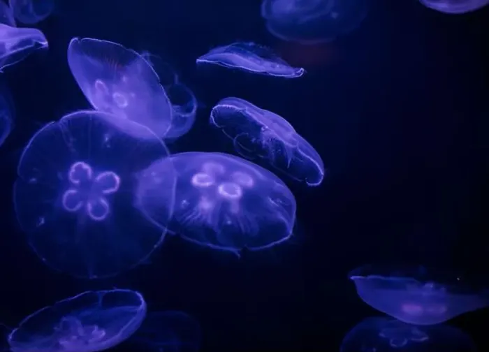 Framed Print : underwater image of jellyfishes Framed Print : underwater image of jellyfishes
