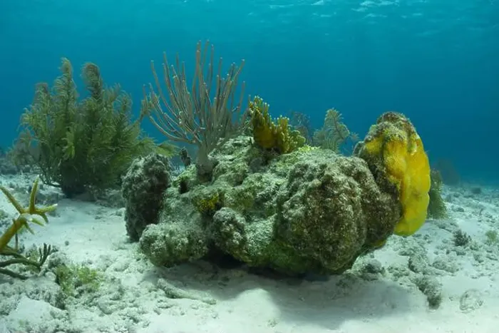 Framed Print : This underwater image showcases a diverse array of vibrant marine life and coral formations off the coast of Bonaire Framed Print : This underwater image showcases a diverse array of vibrant marine life and coral formations off the coast of Bonaire