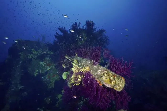 Framed Print : Underwater image of a wreck, overgrown with colourful corals Framed Print : Underwater image of a wreck, overgrown with colourful corals
