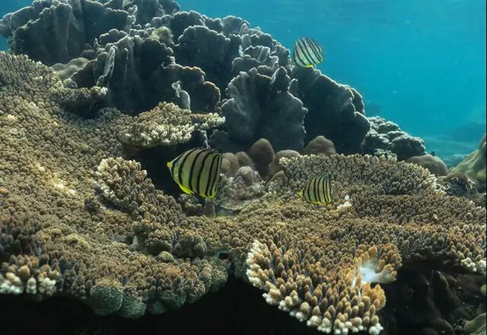 Framed Print : underwater landscape of a coral reef with colorful exotic fish Framed Print : underwater landscape of a coral reef with colorful exotic fish