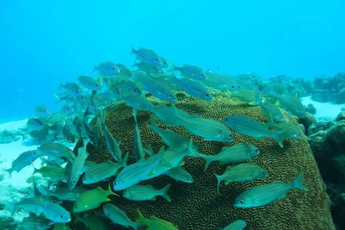 Framed Print : Underwater landscape with corals and fishes (grunts) in the Caribbean Sea around Bonaire. Photo V.D Framed Print : Underwater landscape with corals and fishes (grunts) in the Caribbean Sea around Bonaire. Photo V.D