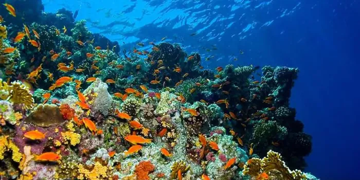 Framed Print : Underwater Landscape, Reef Building Corals, Coral Reef, Red Sea, Egypt, Africa Framed Print : Underwater Landscape, Reef Building Corals, Coral Reef, Red Sea, Egypt, Africa