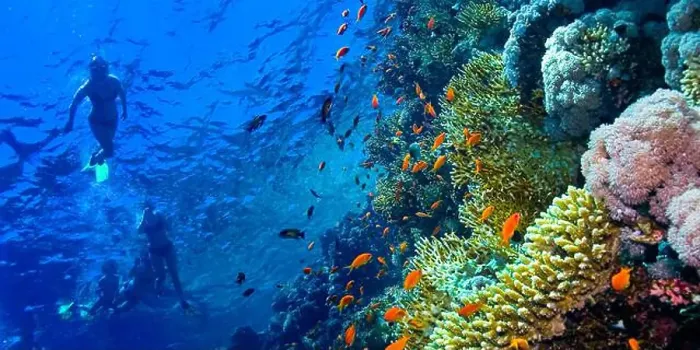 Framed Print : Underwater Landscape, Reef Building Corals, Coral Reef, Red Sea, Egypt, Africa Framed Print : Underwater Landscape, Reef Building Corals, Coral Reef, Red Sea, Egypt, Africa