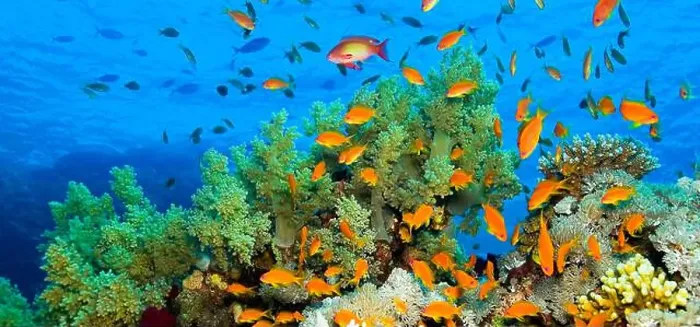 Framed Print : Underwater Landscape, Reef Building Corals, Coral Reef, Red Sea, Egypt, Africa Framed Print : Underwater Landscape, Reef Building Corals, Coral Reef, Red Sea, Egypt, Africa