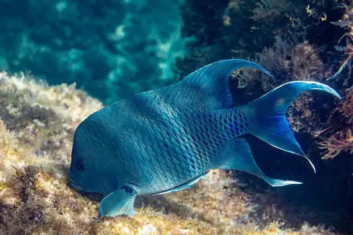 Framed Print : Underwater photo of a giant damselfish (Microspathodon dorsalis) on a reef near Punta Colorada in Baja California Sur Framed Print : Underwater photo of a giant damselfish (Microspathodon dorsalis) on a reef near Punta Colorada in Baja California Sur