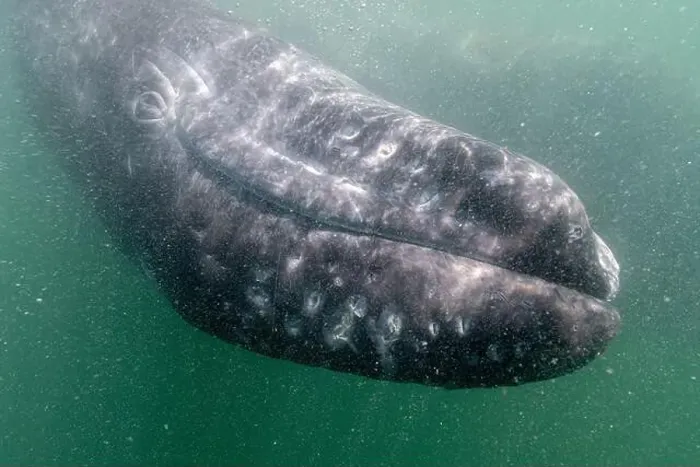 Framed Print : Underwater photo of a Gray whale (Eschrichtius robustus) in San Ignacio Lagoon, Baja California Sur, Mexico Framed Print : Underwater photo of a Gray whale (Eschrichtius robustus) in San Ignacio Lagoon, Baja California Sur, Mexico