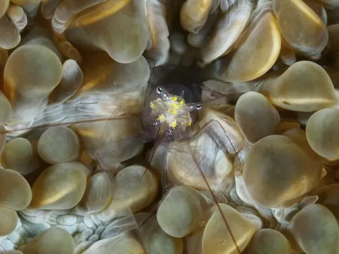 Framed Print : Underwater photo of a Smits bubble coral shrimp (Palaemonella smiti) surrounded by orange-brown corals Framed Print : Underwater photo of a Smits bubble coral shrimp (Palaemonella smiti) surrounded by orange-brown corals