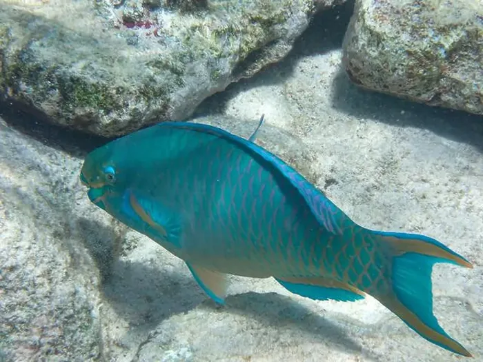 Framed Print : Underwater photography of a Queen parrotfish (Scarus vetula) in the Caribbean Sea, Bonaire, Caribbean Netherlands Framed Print : Underwater photography of a Queen parrotfish (Scarus vetula) in the Caribbean Sea, Bonaire, Caribbean Netherlands
