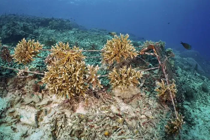 Framed Print : Underwater scene with coral culture of various hard corals on the seabed Framed Print : Underwater scene with coral culture of various hard corals on the seabed