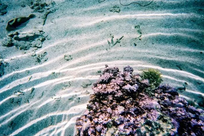 Framed Print : Underwater scene with a coral formation surrounded by sand and a solitary fish swimming above Framed Print : Underwater scene with a coral formation surrounded by sand and a solitary fish swimming above