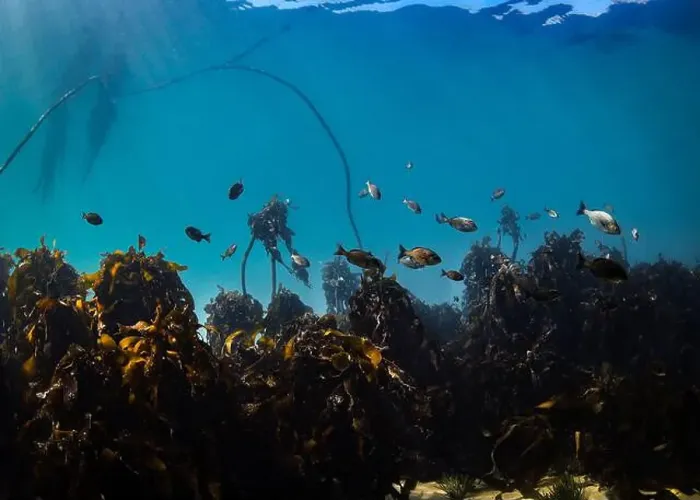 Framed Print : An underwater scene of a kelp forest in clear water with fish swimming through the leaves