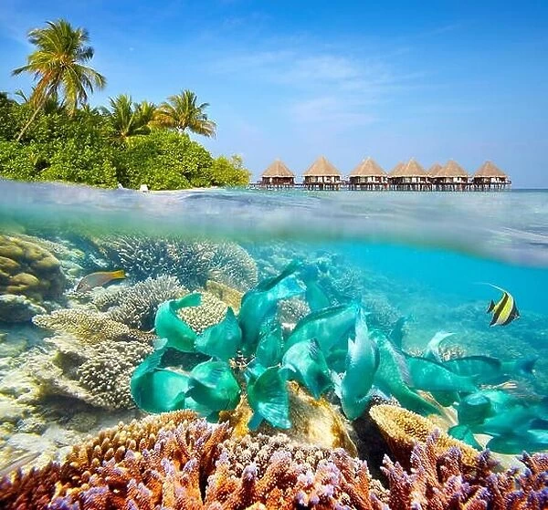 Underwater scenery at Maldives Island