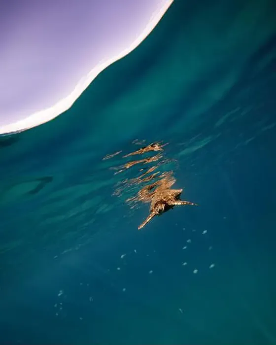 Framed Print : An underwater over under shot of a green sea turtle at the oceans surface and the sky background Framed Print : An underwater over under shot of a green sea turtle at the oceans surface and the sky background
