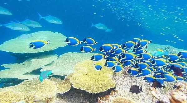 Underwater view with fish, Maldives, Indian Ocean