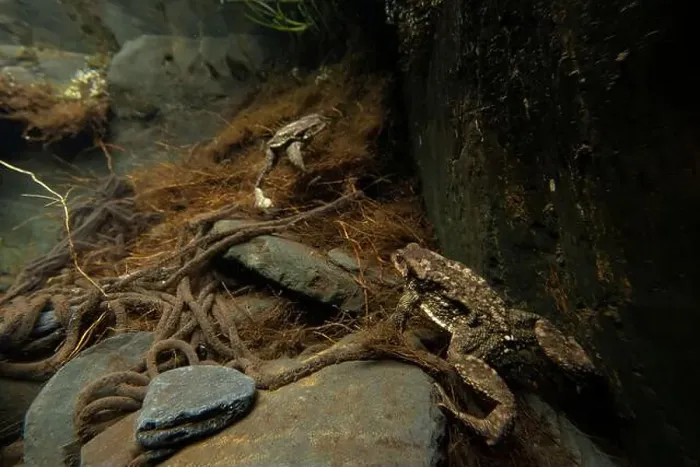 Framed Print : Underwater view of a pair of Common toads or Bufo bufo amidst a tangle of roots during mating season Framed Print : Underwater view of a pair of Common toads or Bufo bufo amidst a tangle of roots during mating season