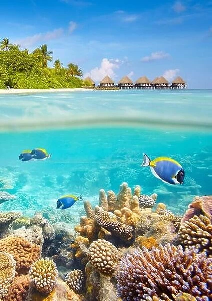 Underwater view with reef and fish, Maldives Islands