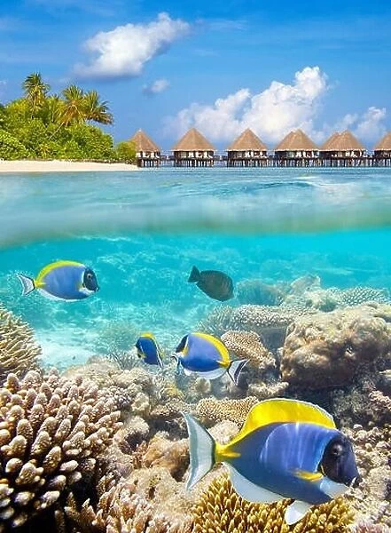 Underwater view at tropical fish and reef, Maldives Island, Ari Atoll
