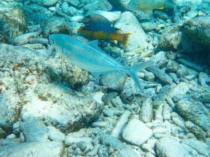 Framed Print : Underwater view at various fishes (Bar jack) Framed Print : Underwater view at various fishes (Bar jack)