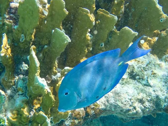 Framed Print : Underwaterphotography of a Blue doctorfish against yellow corals (Acanthurus coeruleus), Bonaire, Caribbean Netherlands Framed Print : Underwaterphotography of a Blue doctorfish against yellow corals (Acanthurus coeruleus), Bonaire, Caribbean Netherlands
