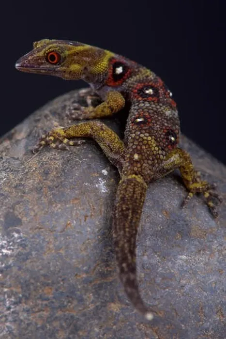 Framed Print : Union Island gecko (Gonatodes daudini) Framed Print : Union Island gecko (Gonatodes daudini)